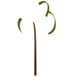 cropped-LogoToraBrasil-Favcion.png